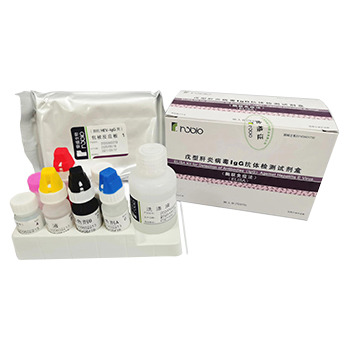 ���͸��ײ���IgG�������Լ��У�ø�����߷���